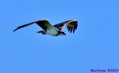 DSC_4058_001.JPG