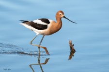 Avocet-353.jpg