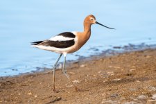 Avocet-354.jpg