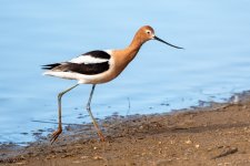 Avocet-355.jpg