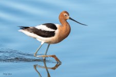 Avocet-356.jpg