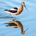 Avocet-357.jpg