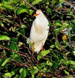 DSC_4098_001.JPG