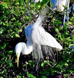 DSC_4150_001.JPG
