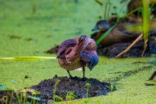 _DAB1566-DeNoiseAI-low-light.jpg