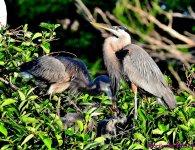 DSC_4240_001.JPG