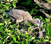 DSC_4249_001.JPG