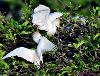 DSC_4288_001.JPG