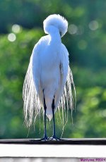 DSC_4330_001.JPG