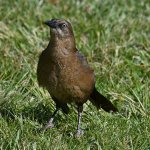 Grackle5.jpg
