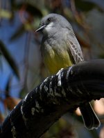 Kingbird6.jpg