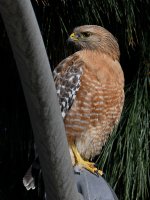 Hawk2.jpg