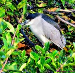 DSC_4439_001.JPG