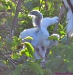 DSC_4556_001.JPG