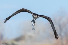 OspreyFish-750.jpg