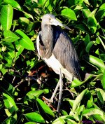 DSC_4593_001.JPG