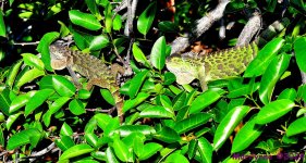DSC_4631_001.JPG