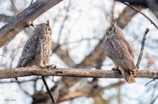 OwlCouple-750.jpg