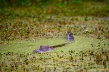 _DAB0333-topaz-denoiseraw-sharpen.jpg