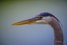 _DAB0364-topaz-denoiseraw-sharpen.jpg