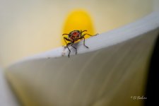 _DAB0615-topaz-denoiseraw-sharpen.jpg