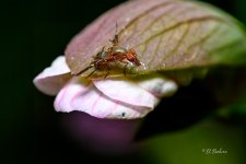 _DAB0601-topaz-denoiseraw-sharpen.jpg