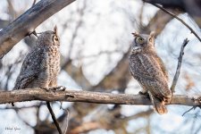 OwlCouple-751.jpg