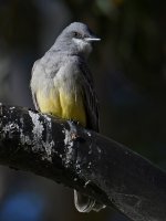 Kingbird2.jpg