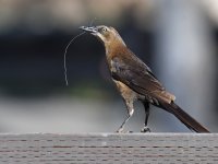 Grackle3.jpg