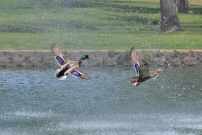 560_0001R_LSh_cr.jpg