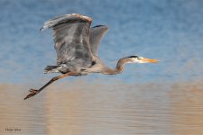 GBHFlight-753.jpg