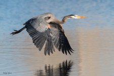 GBHFlight-754.jpg