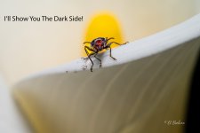 lily3-2.jpg