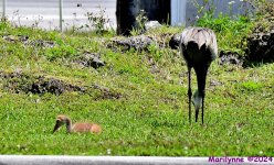 DSC_4768_001.JPG