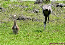 DSC_4774_001.JPG