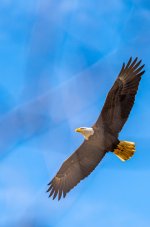American Bald Eagle V2.jpg