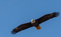 American Eagle V2.jpg