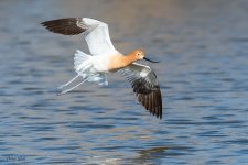 AvocetFlight-752.jpg