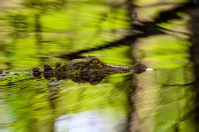 _DAB0639-topaz-denoiseraw-sharpen.jpg