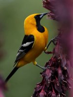 Oriole4.jpg