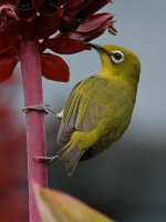 WhiteEye4.jpg