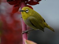 WhiteEye5.jpg
