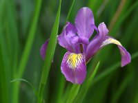 Iris5.jpg