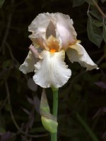 Iris6.jpg
