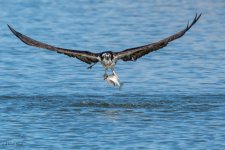OspreyFish-752.jpg
