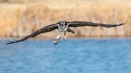 OspreyFish-753.jpg