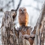 OwlNestEdge-753.jpg