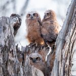 OwlNestEdge-754.jpg
