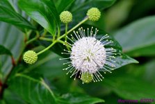 DSC_5037_001.JPG