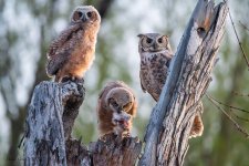 OwlEatting-761.jpg